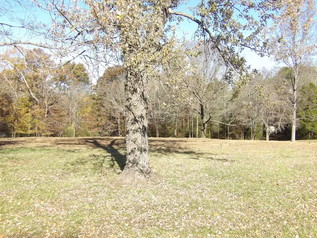 a view of a yard with trees