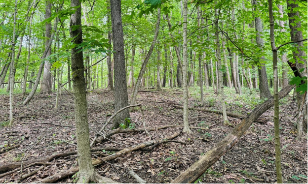 2220 Anne Lane Crete, IL 60417 - Photo 13 of 16 a view of a yard with plants and trees