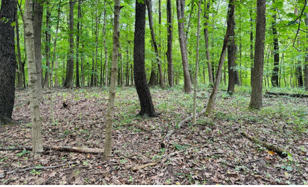2220 Anne Lane Crete, IL 60417 - Photo 15 of 16 a backyard of a house with lots of plants and large trees