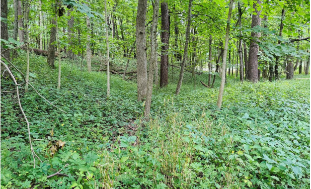 2220 Anne Lane Crete, IL 60417 - Photo 16 of 16 a view of outdoor space and garden