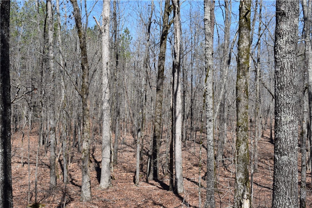 0 Oaks Chapel Road Goodwater, AL 35072 - Photo 12 of 19 Gallery Image 12