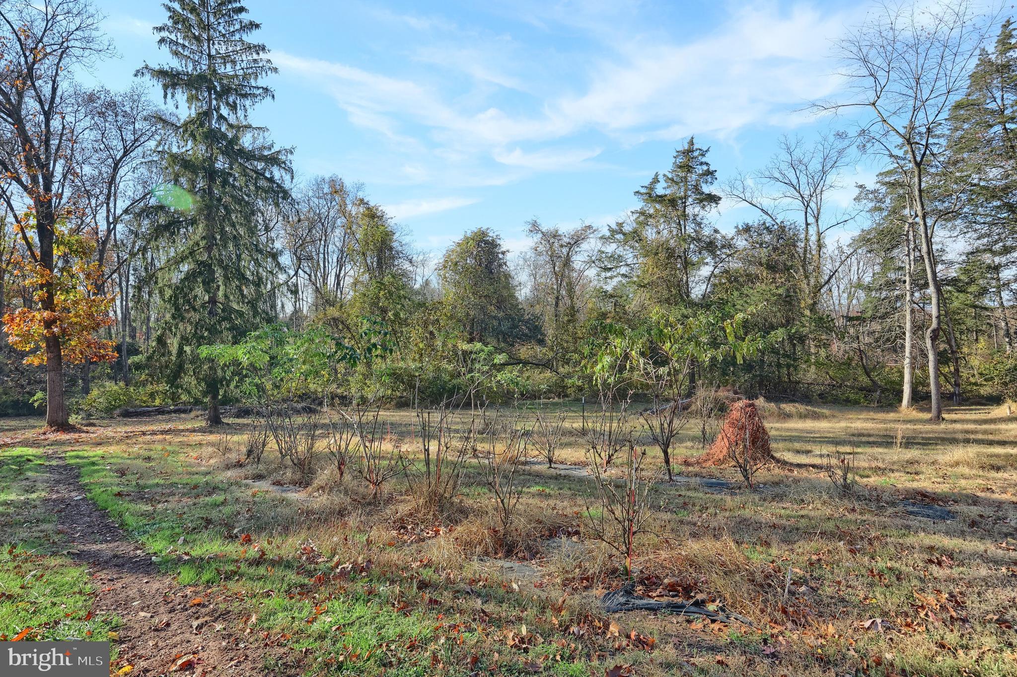 6691 Harmony Grove Road Dover, PA 17315 - Photo 53 of 66 a view of a yard with a tree