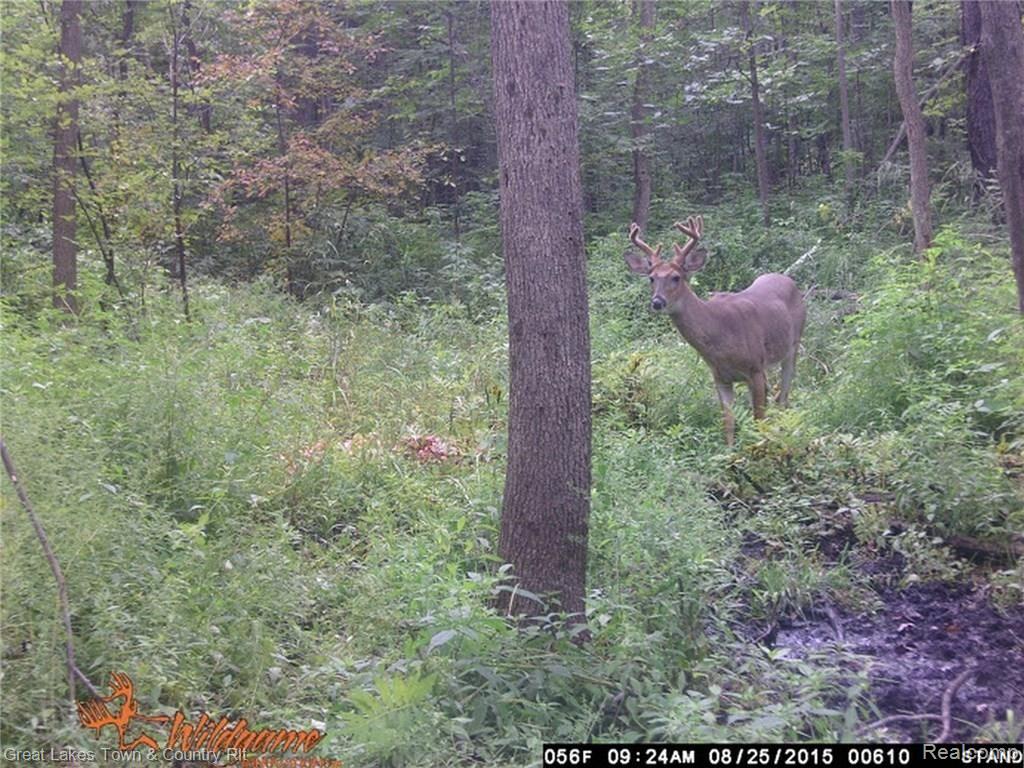 9822 Sharp Road Clifford, MI 48727 - Photo 18 of 25 WGI_0610.jpg