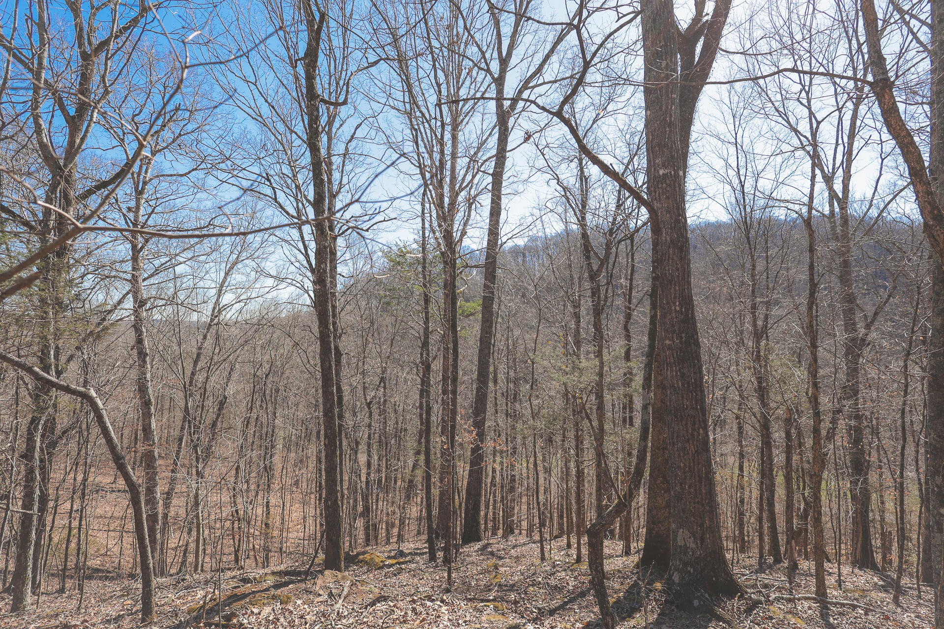 0 Fisher Hollow Road Georgetown, TN 37336 - Photo 1 of 81 Gallery Image 1