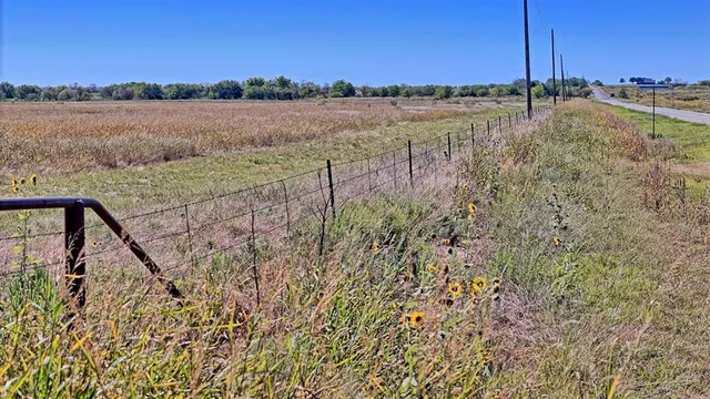 a view of a forest with a mountain