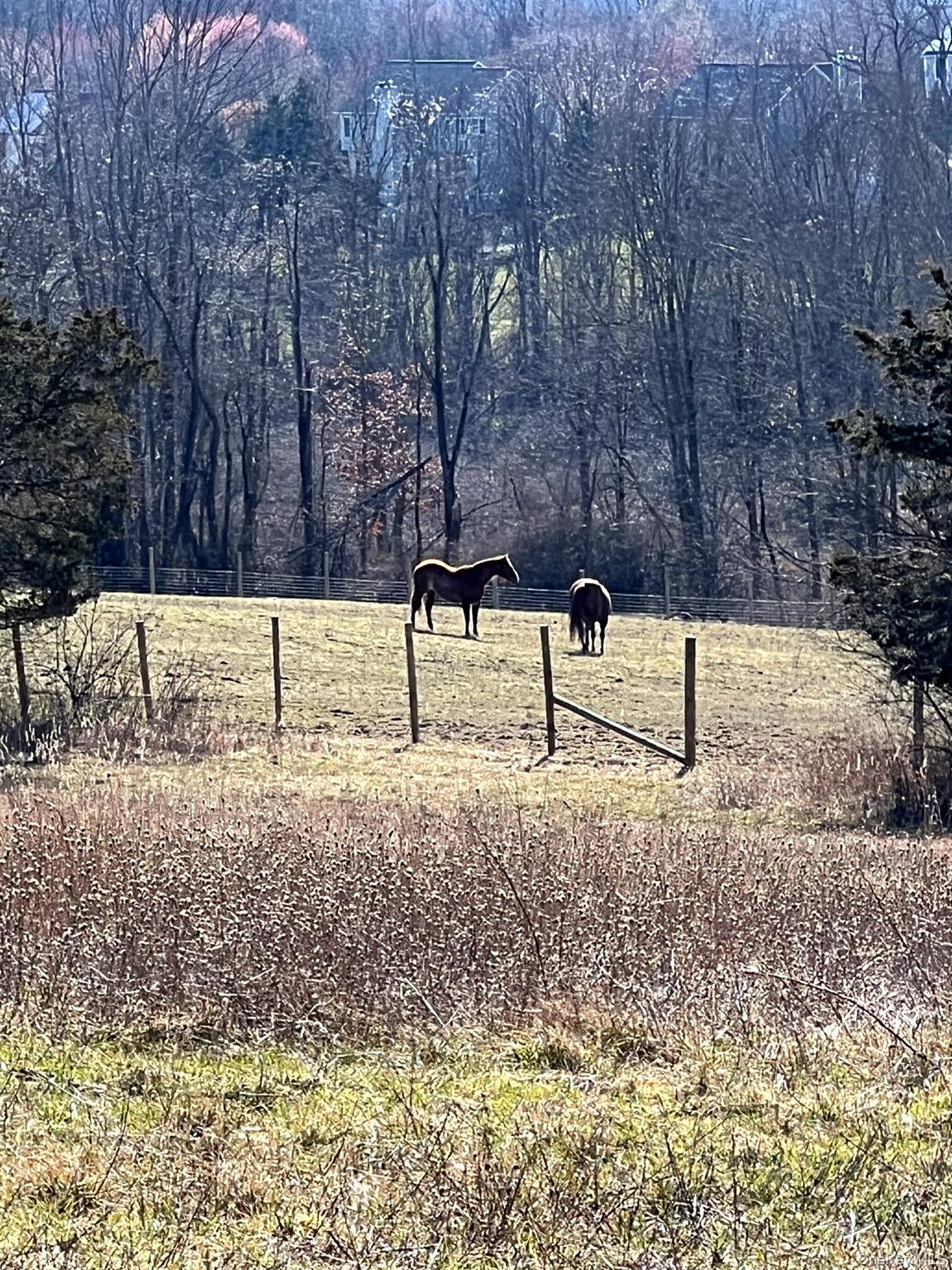 191 Forest Valley Road Pleasant Valley, NY 12569 - Photo 36 of 45 a view of a yard with a tree