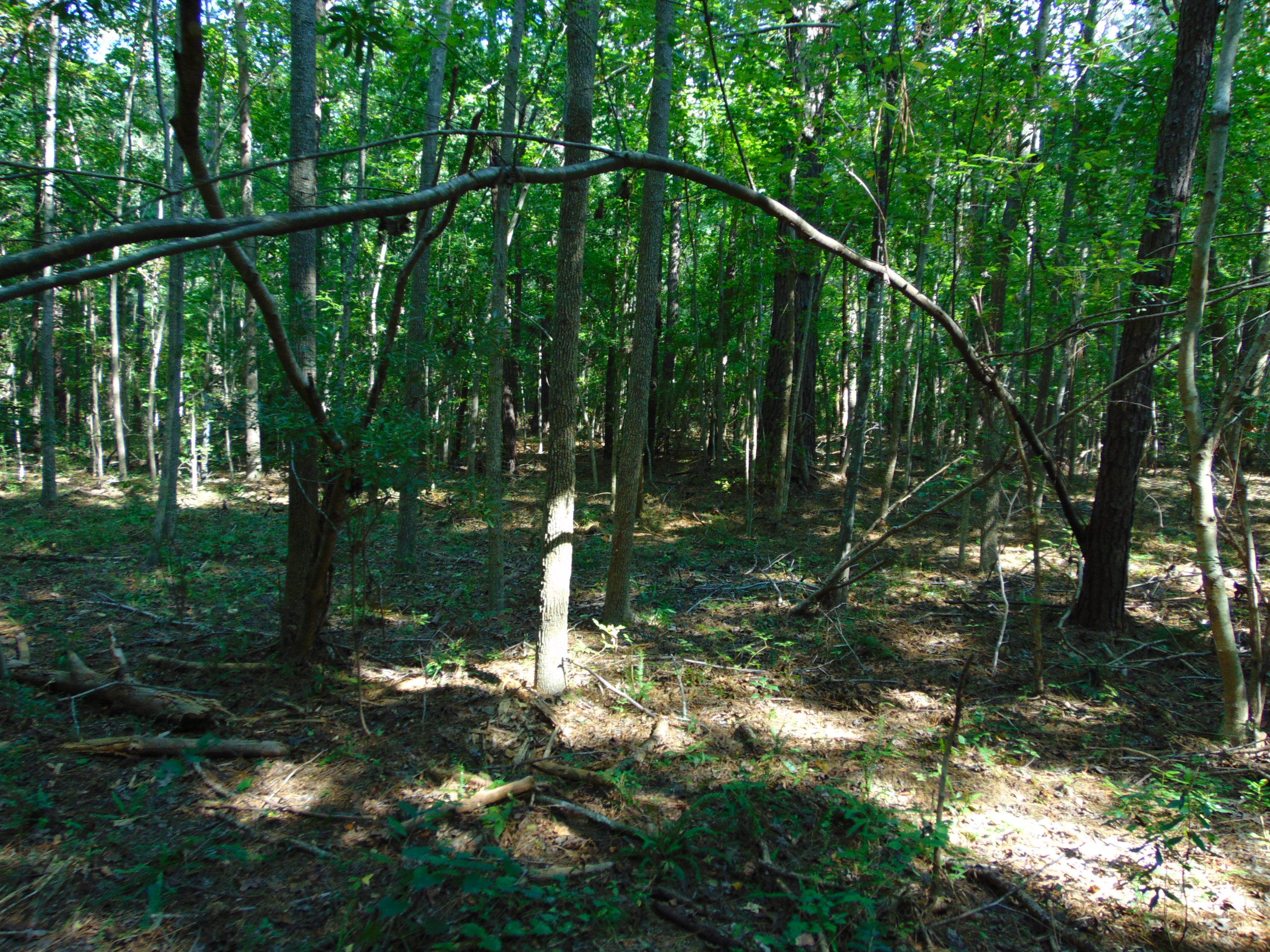 5857 Parkers Ferry Road Adams Run, SC 29426 - Photo 11 of 22 DSC00127