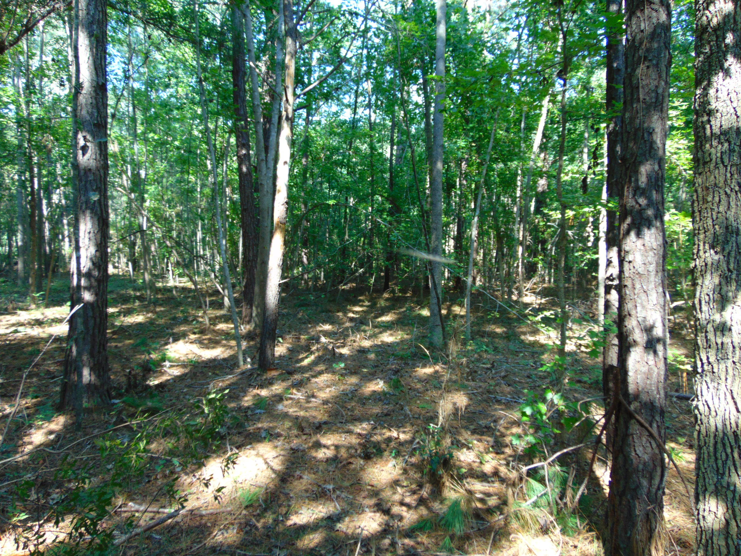 5857 Parkers Ferry Road Adams Run, SC 29426 - Photo 12 of 22 DSC00128