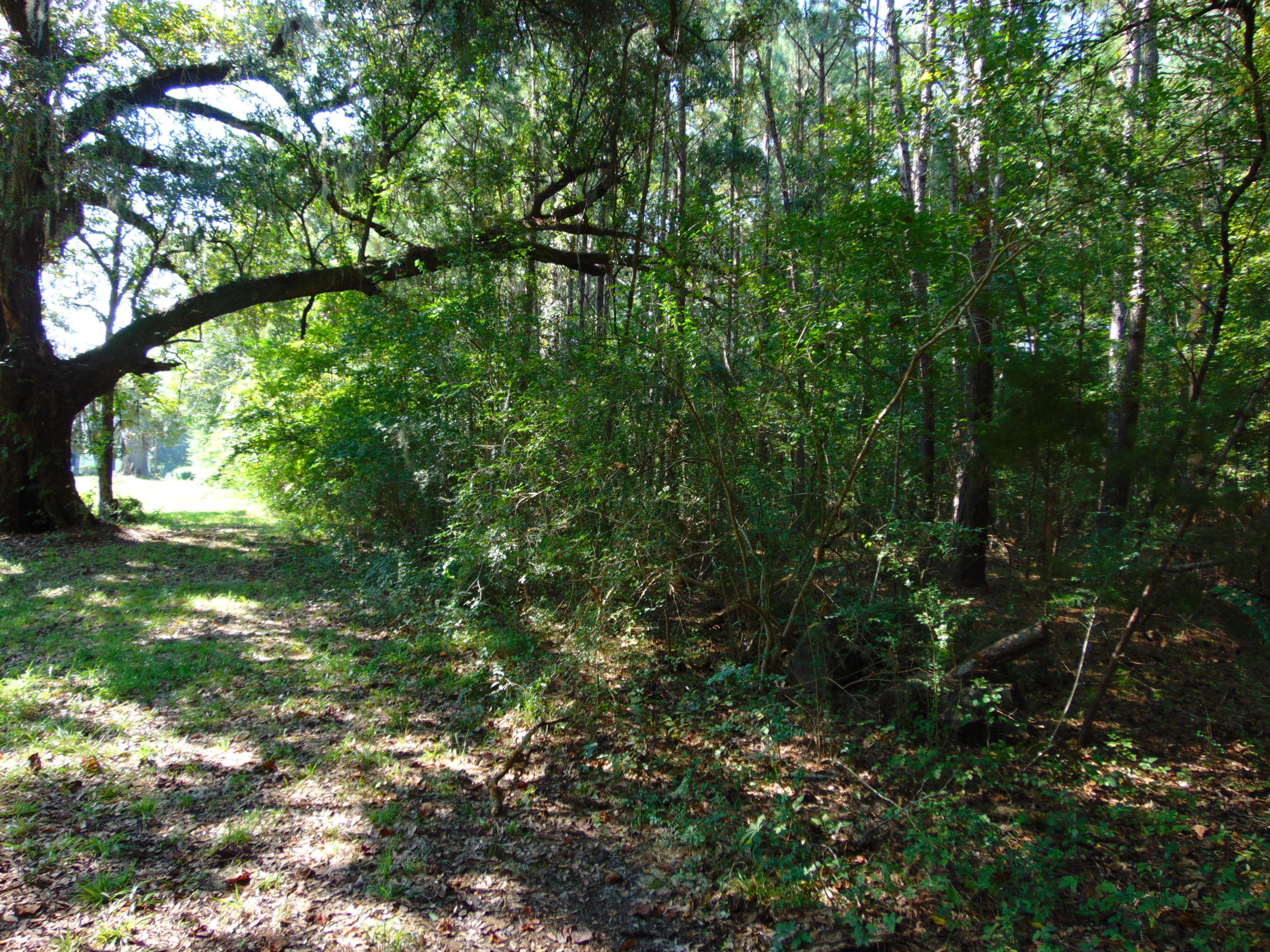 5857 Parkers Ferry Road Adams Run, SC 29426 - Photo 13 of 22 DSC00129