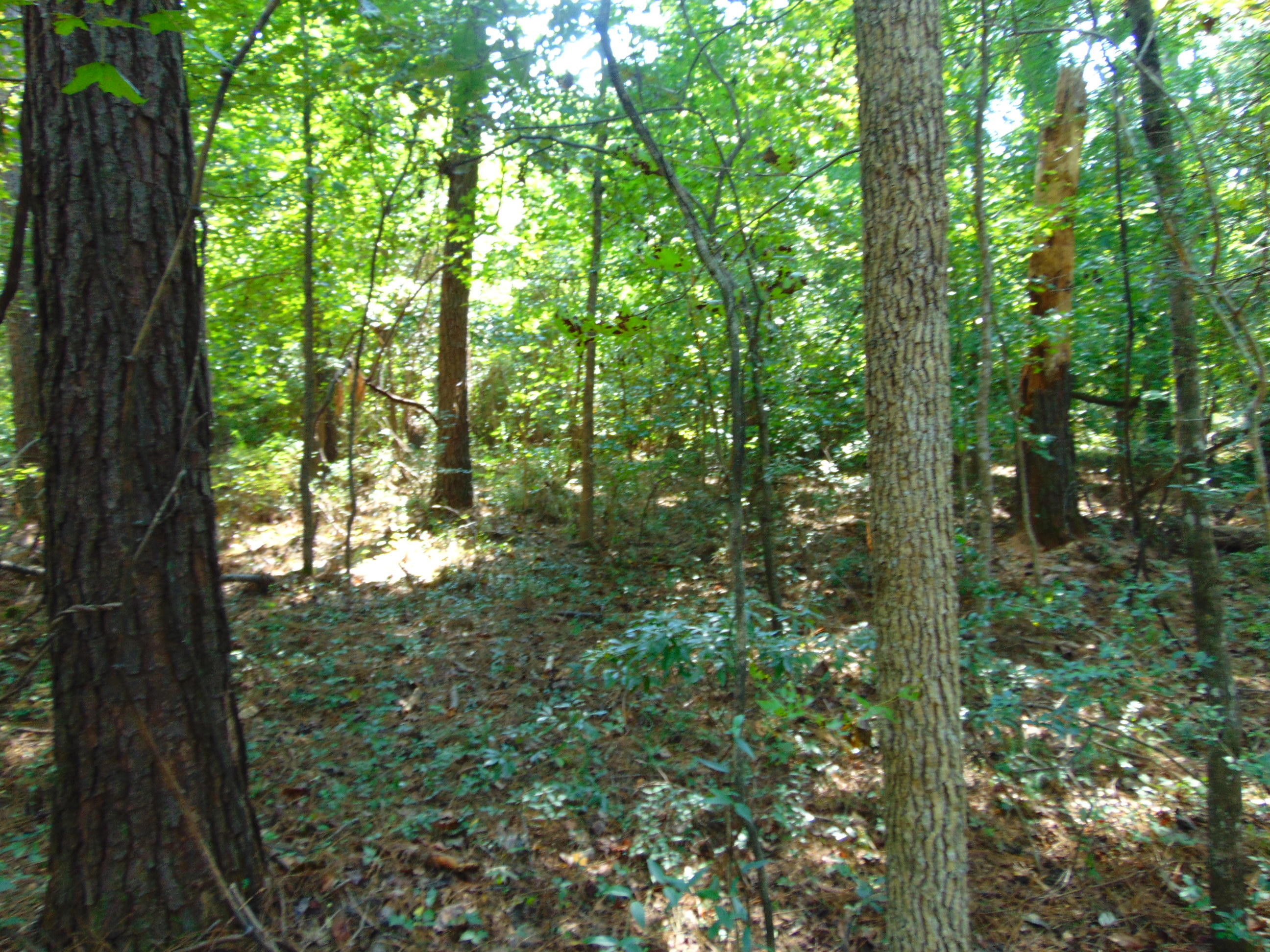 5857 Parkers Ferry Road Adams Run, SC 29426 - Photo 15 of 22 DSC00135