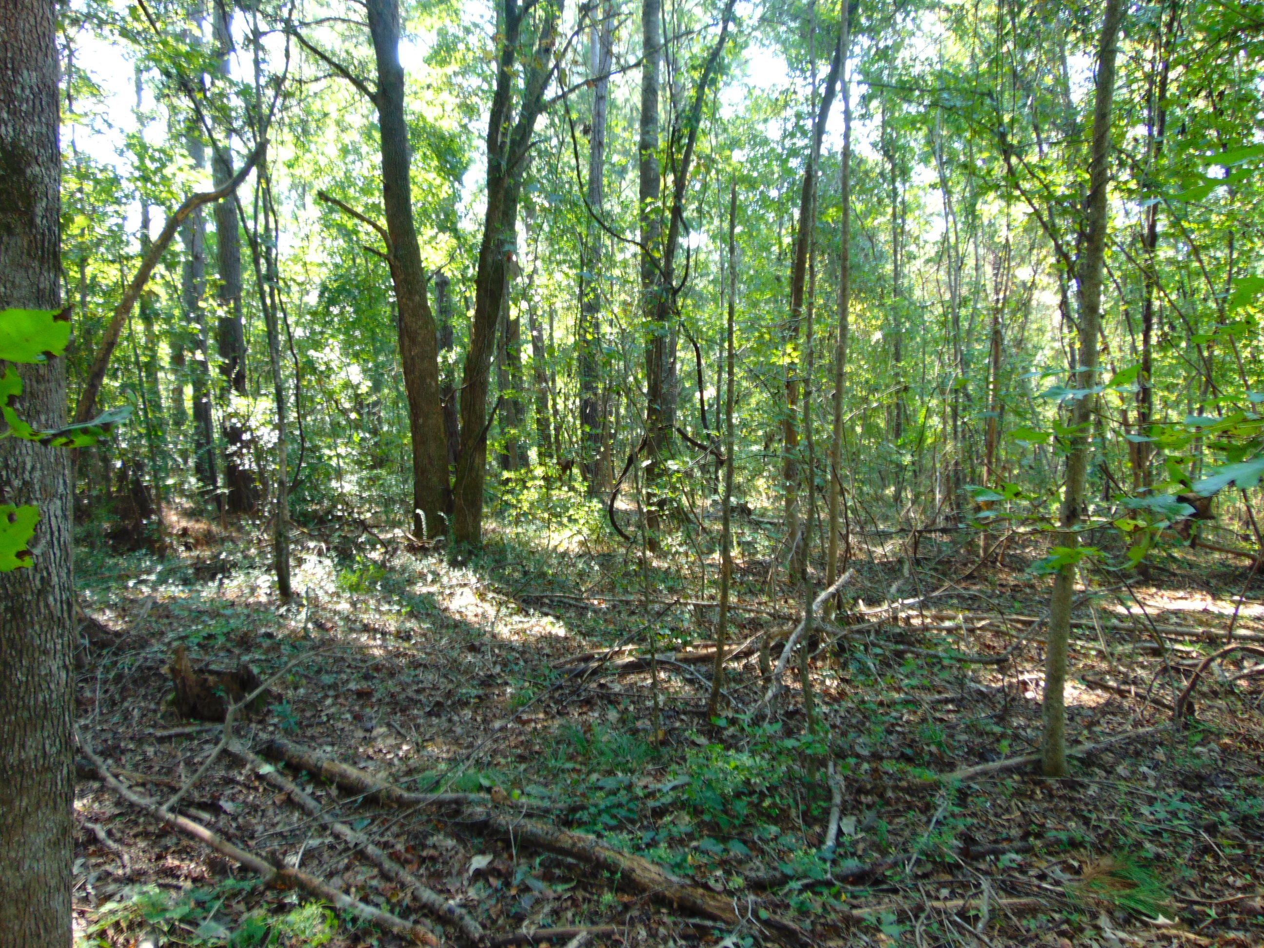 5857 Parkers Ferry Road Adams Run, SC 29426 - Photo 16 of 22 DSC00136