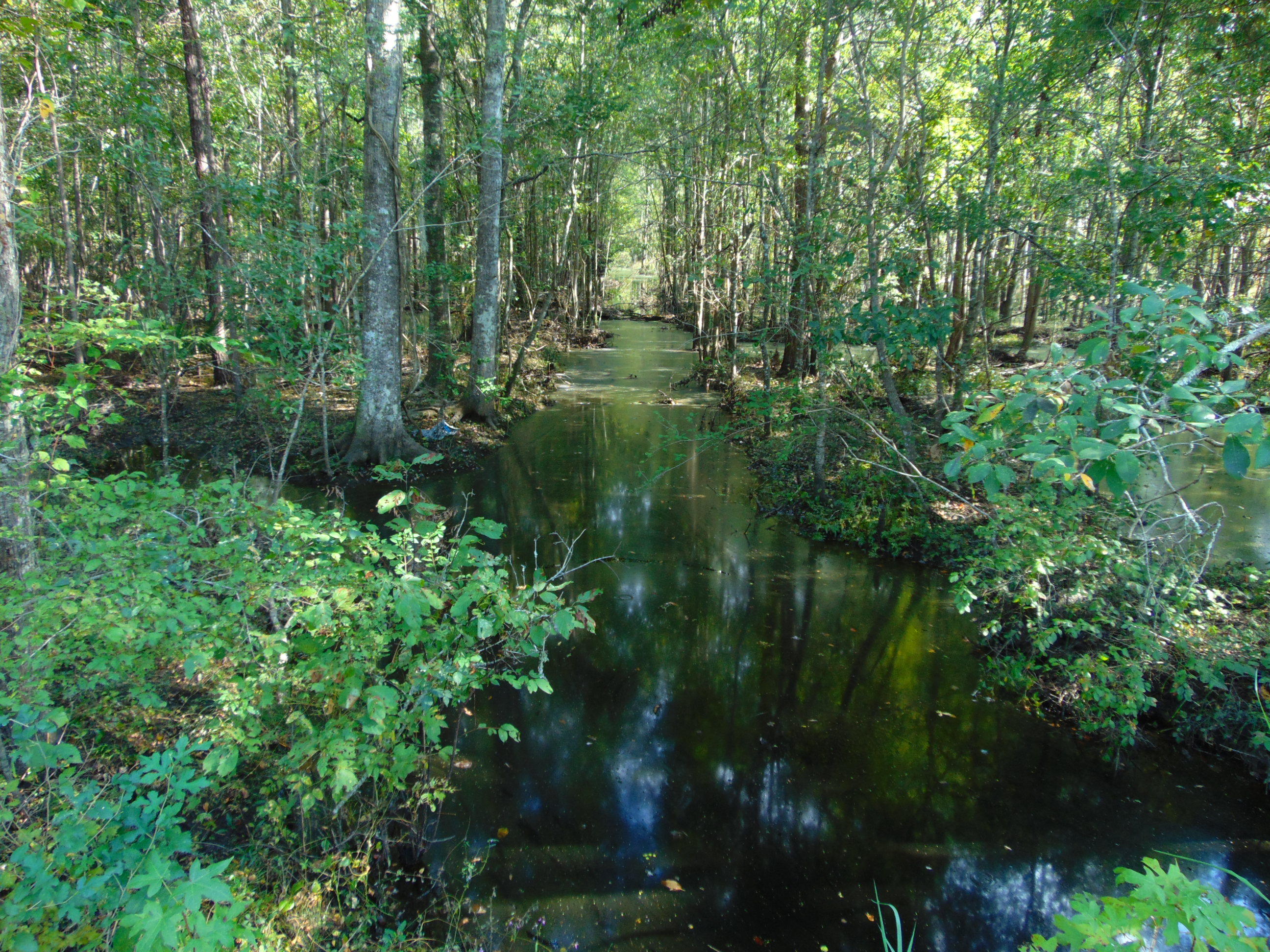 5857 Parkers Ferry Road Adams Run, SC 29426 - Photo 17 of 22 DSC00146