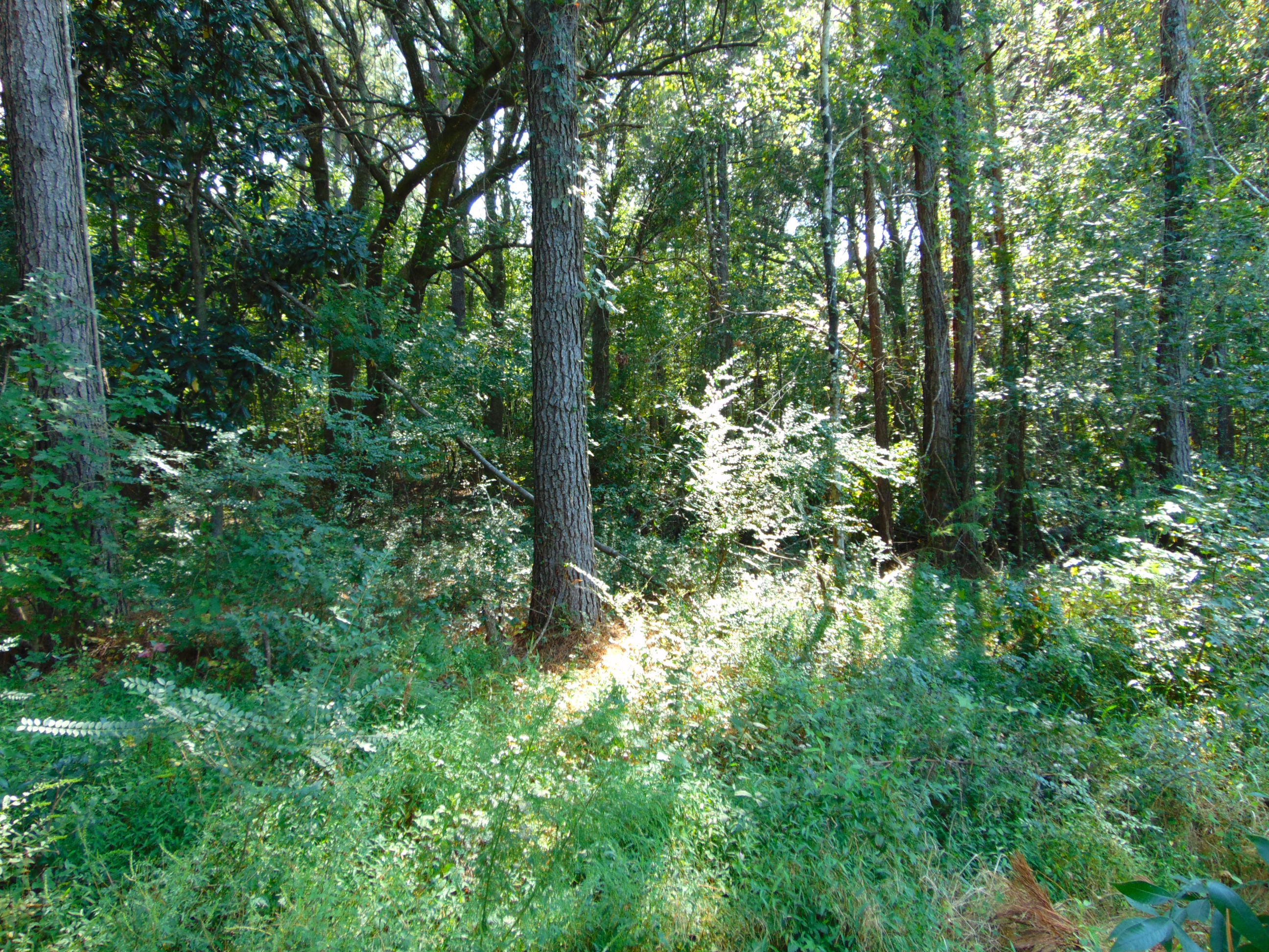 5857 Parkers Ferry Road Adams Run, SC 29426 - Photo 21 of 22 DSC00124