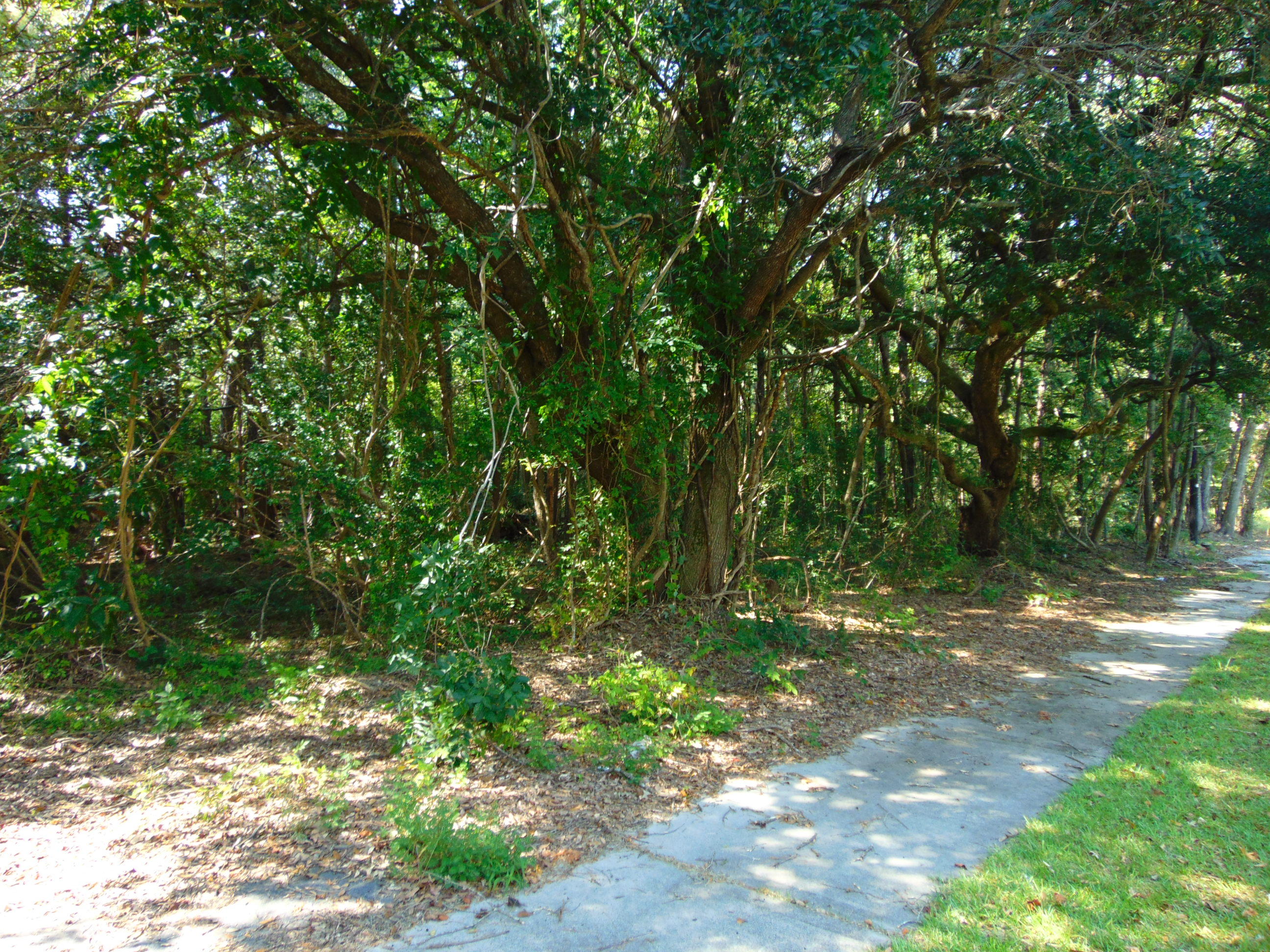 5857 Parkers Ferry Road Adams Run, SC 29426 - Photo 8 of 22 DSC00122