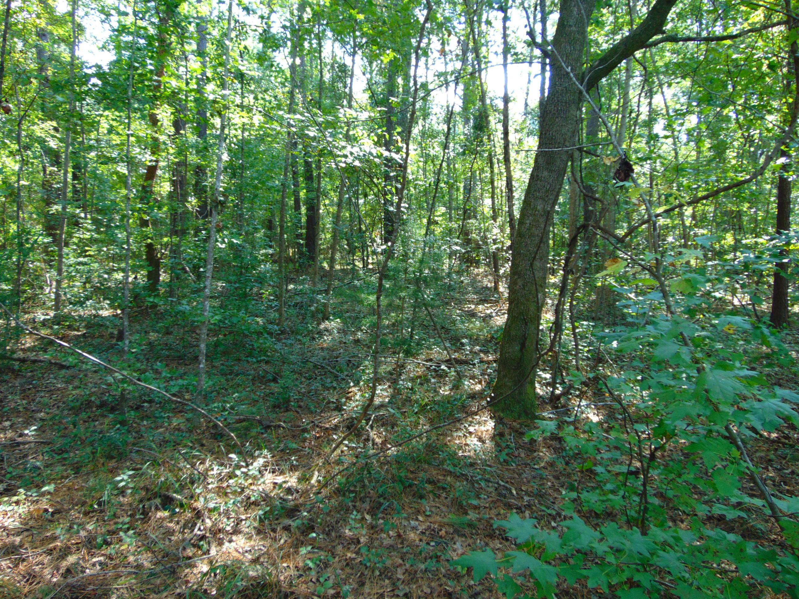 5857 Parkers Ferry Road Adams Run, SC 29426 - Photo 10 of 22 DSC00125