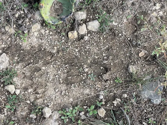 a view of a dry yard with wooden fence