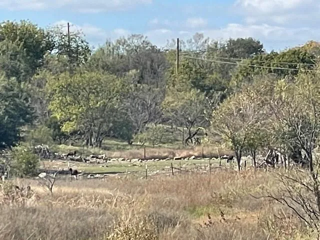 a view of a yard with a tree