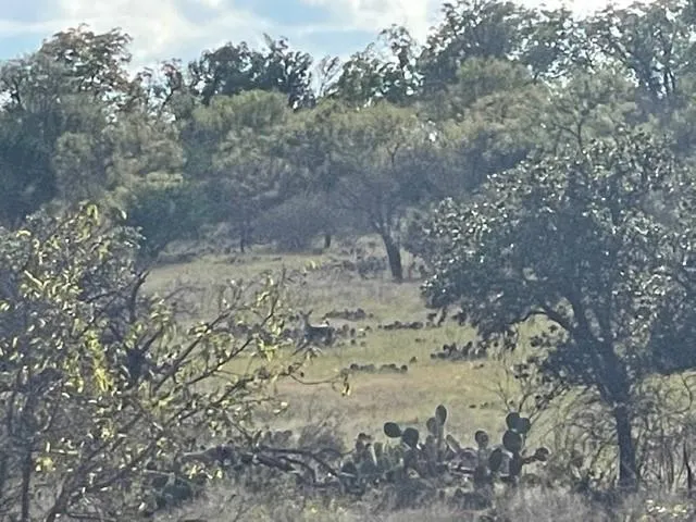 a view of a dry yard with trees in the background