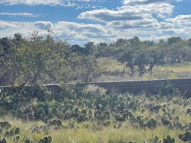 a view of a dry yard