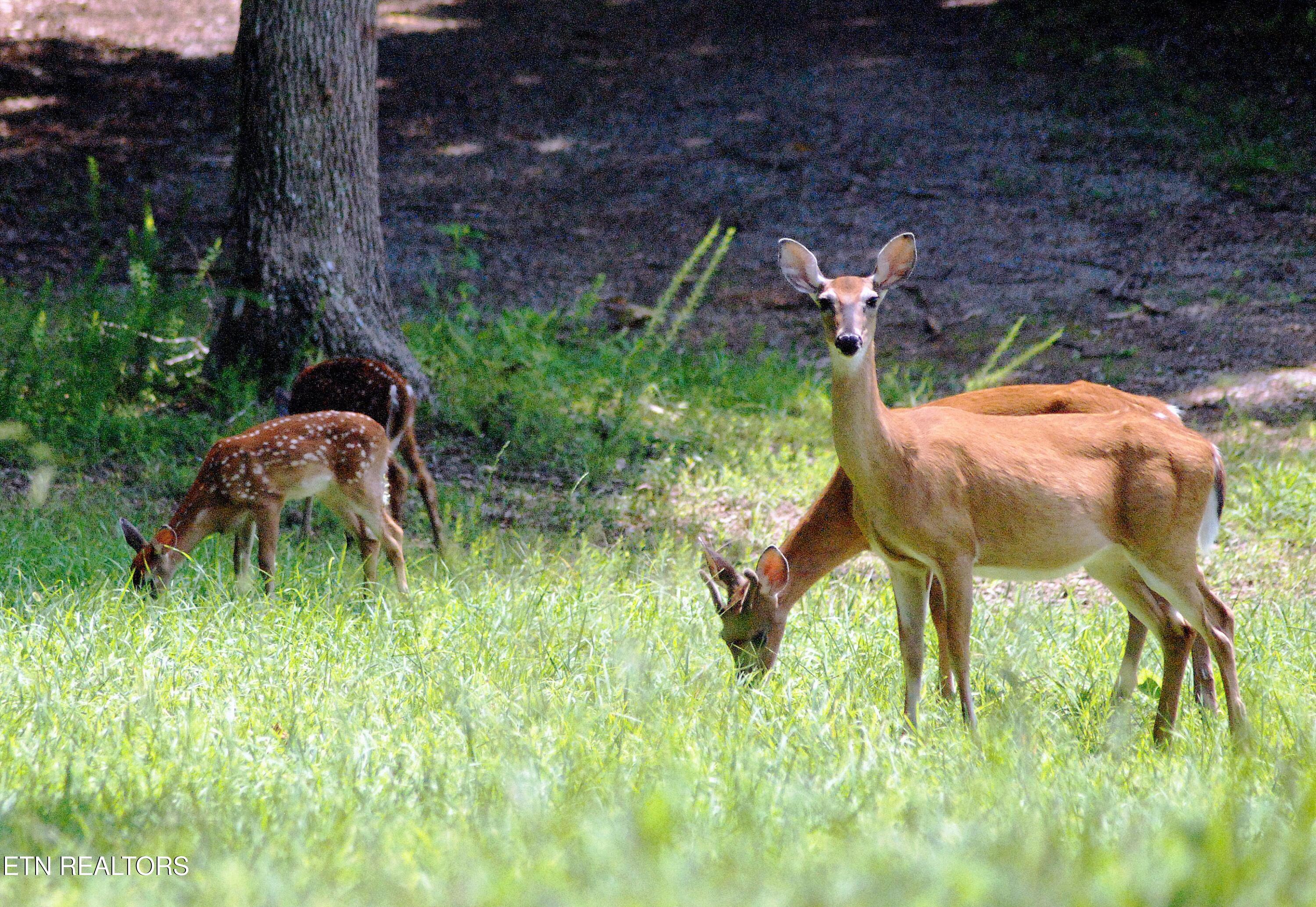29 Sam & Maria Way La Follette, TN 37766 - Photo 6 of 15 Deer