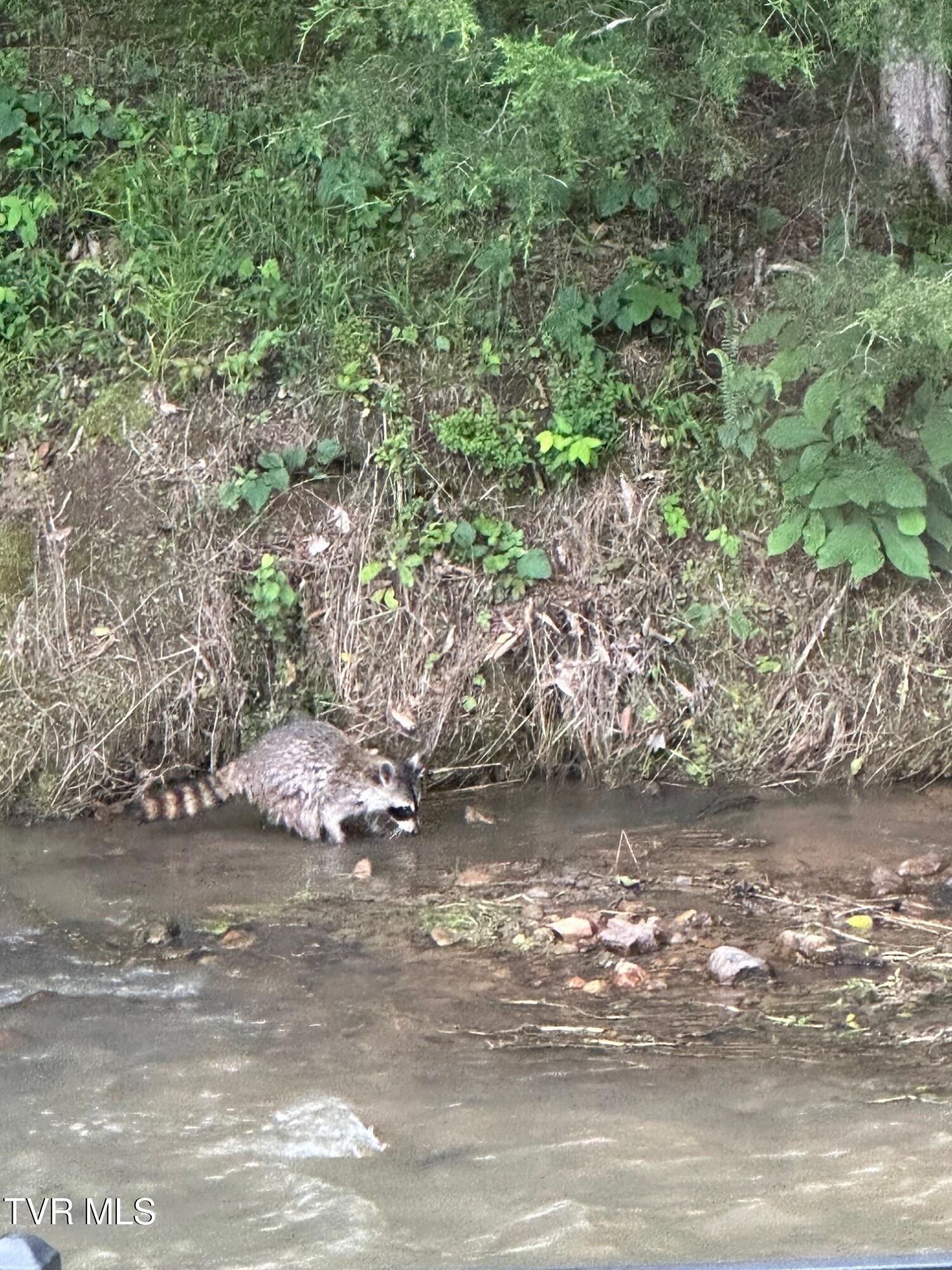 375 Middle Creek Road Afton, TN 37616 - Photo 98 of 119 Racoon 01