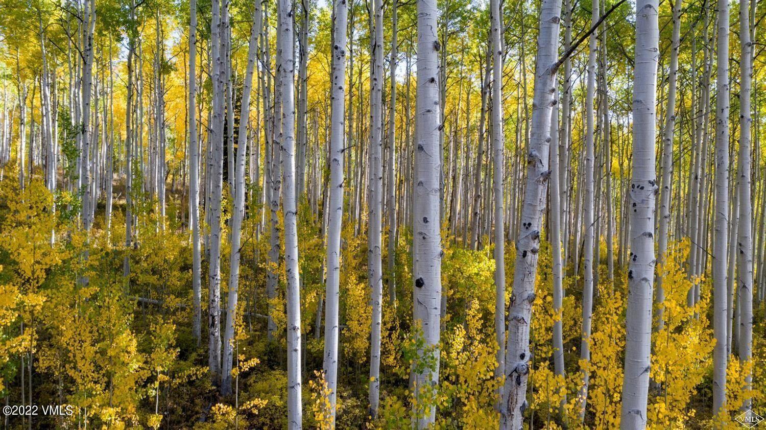 1855 Paintbrush Avon, CO 81620 - Photo 11 of 18 a view of a bathroom with a shower curtain