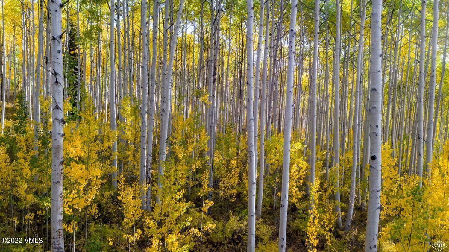 1855 Paintbrush Avon, CO 81620 - Photo 12 of 18 a view of a shower with a plant in front of it