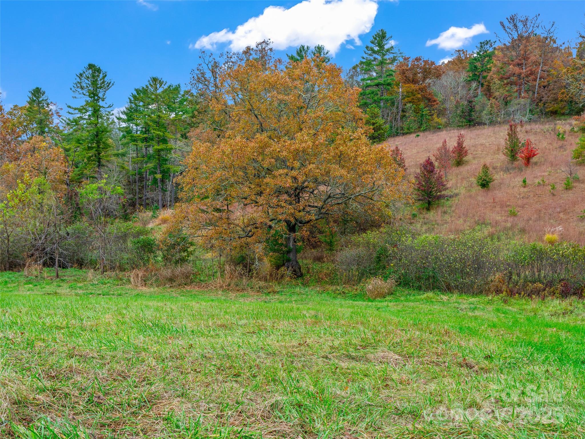 1659 Holcombe Branch Road Weaverville, NC 28787 - Photo 11 of 31 a view of a green yard