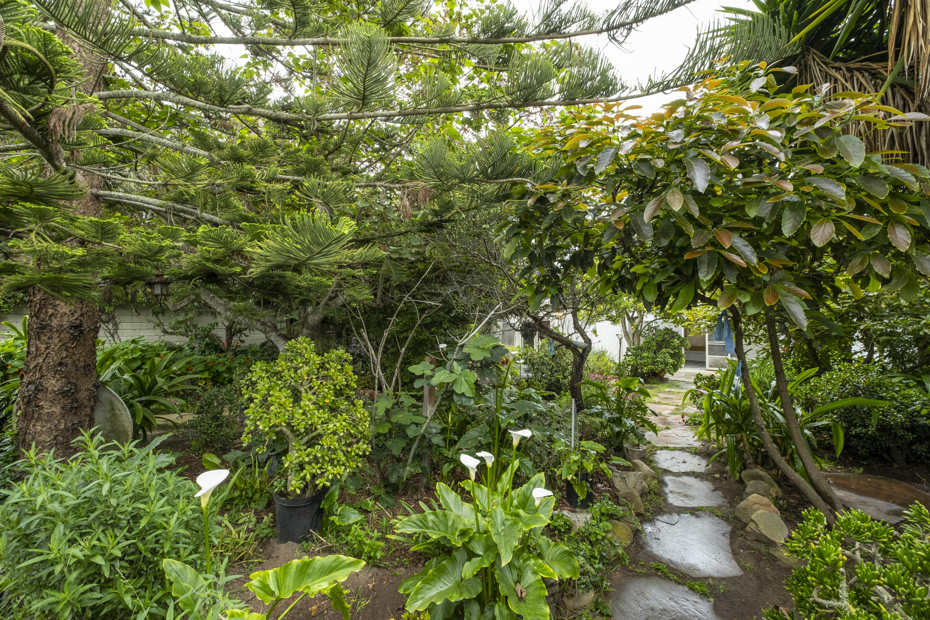 2530 Murrell Road Santa Barbara, CA 93109 - Photo 15 of 19 a view of a tree