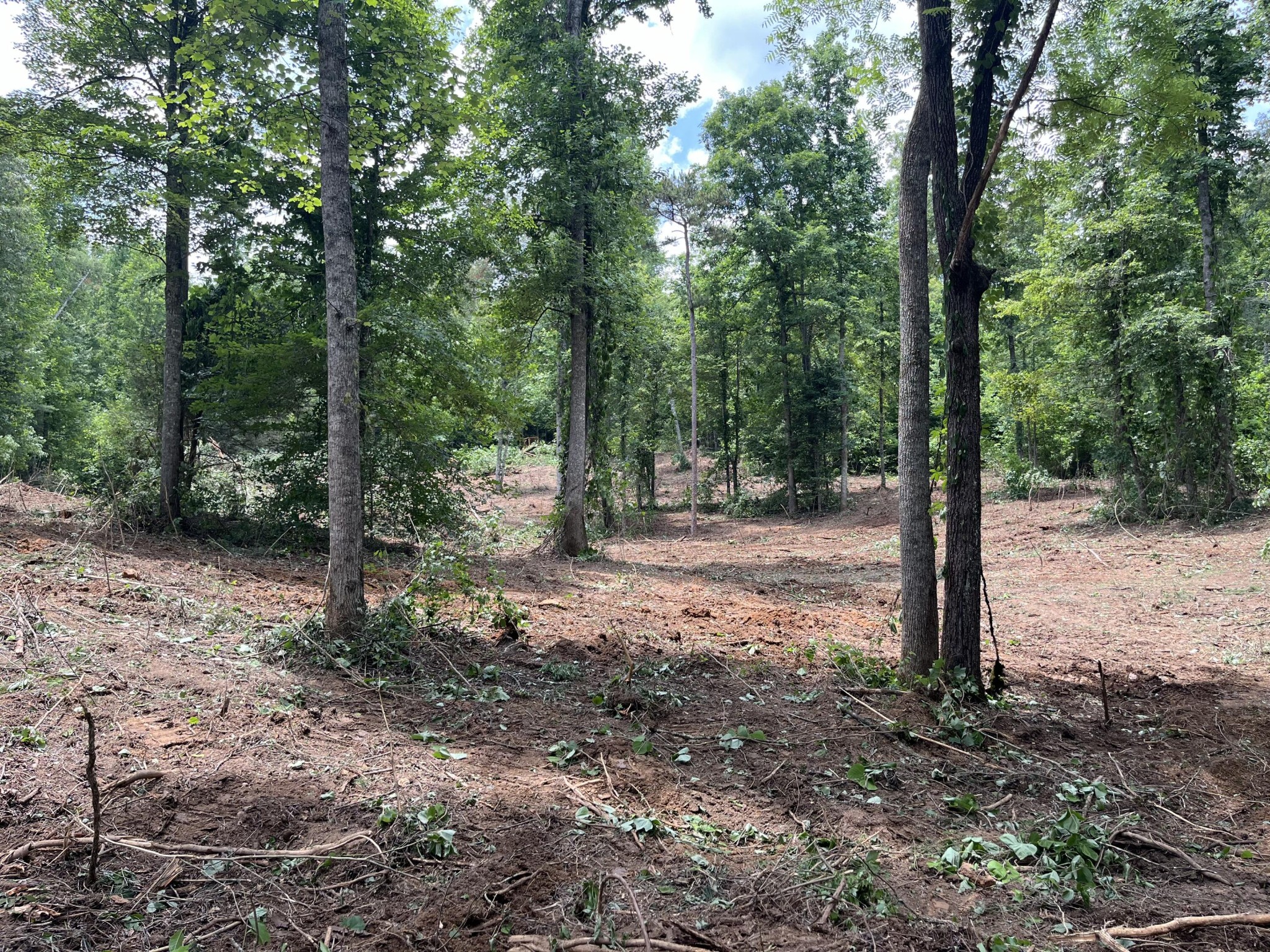 2277 Tellico Reliance Road Reliance, TN 37369 - Photo 3 of 34 a view of a forest with trees