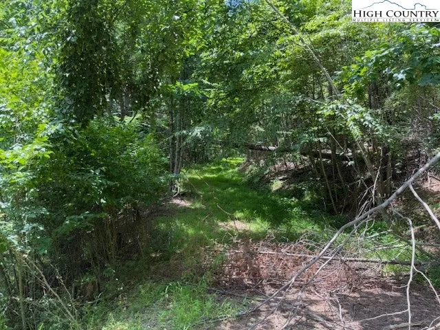 a view of a lush green forest