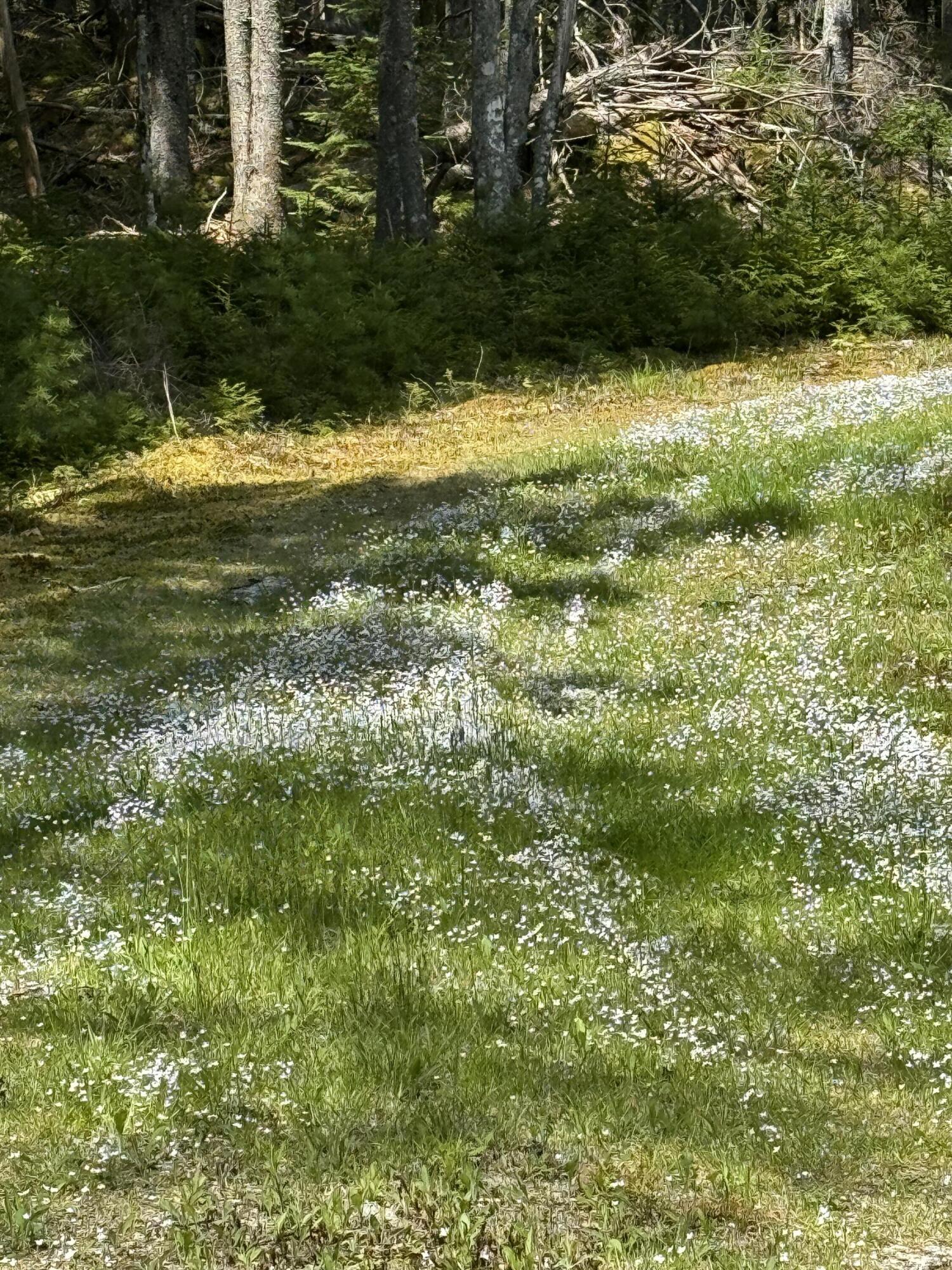 998 Cape Rosier Road Harborside, ME 04642 - Photo 7 of 42 Follow the Trail