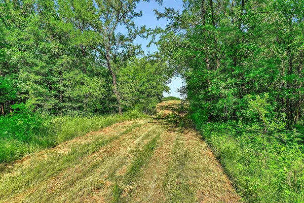 a view of a yard with plants and large trees