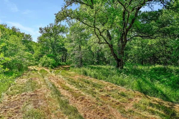 a view of a lush green forest