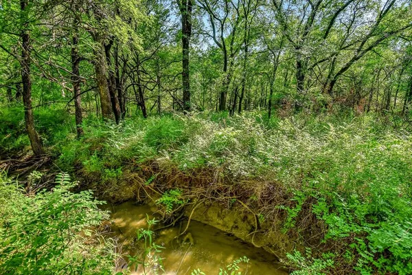 a view of a lush green forest