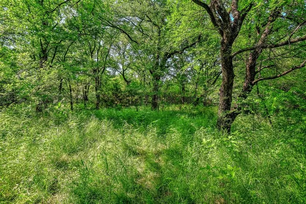 a view of a lush green forest