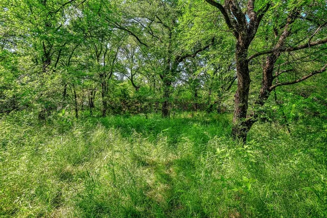 a view of a lush green forest