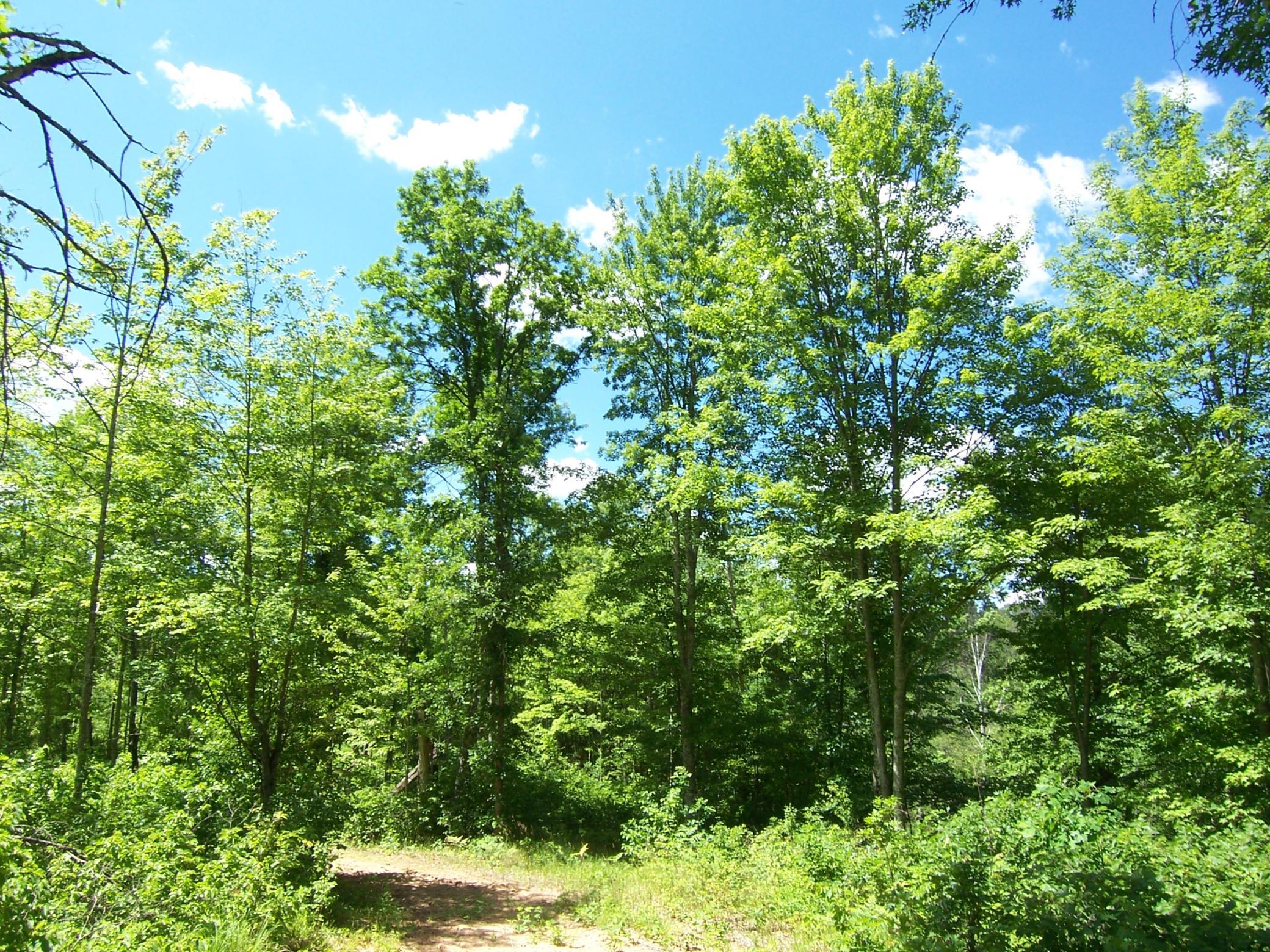 Lot 5 Ashtons Way Webster, WI 54893 - Photo 1 of 1 Gallery Image 1