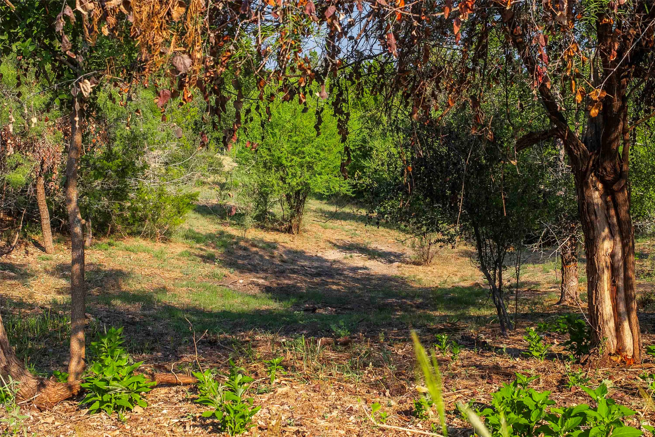 Lot 64 Wesley Ridge Drive Spicewood, TX 78669 - Photo 16 of 32 a view of a yard with a tree