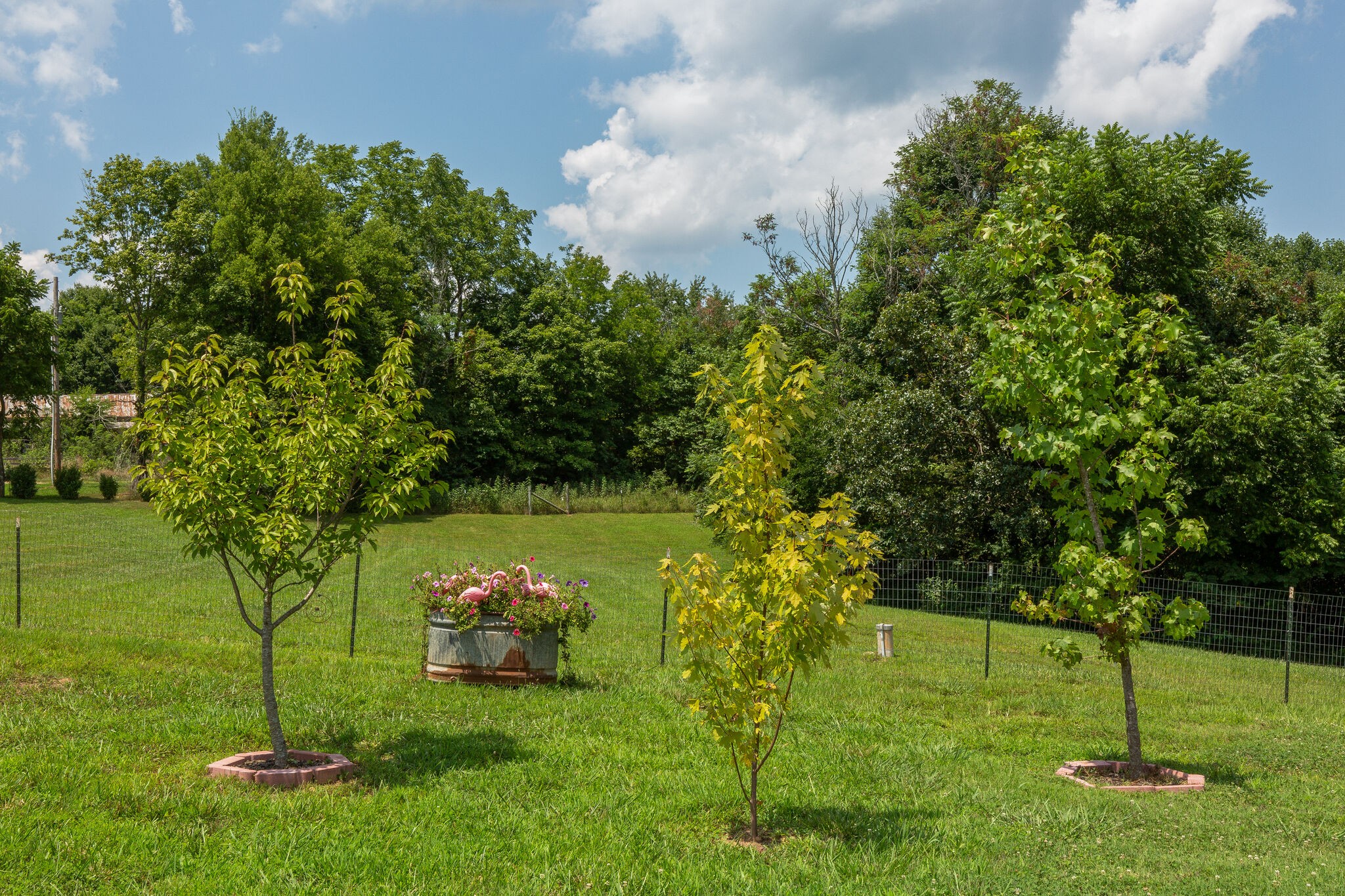 9953 Spring Creek Road Bon Aqua, TN 37025 - Photo 26 of 26 a backyard of a house with lots of green space