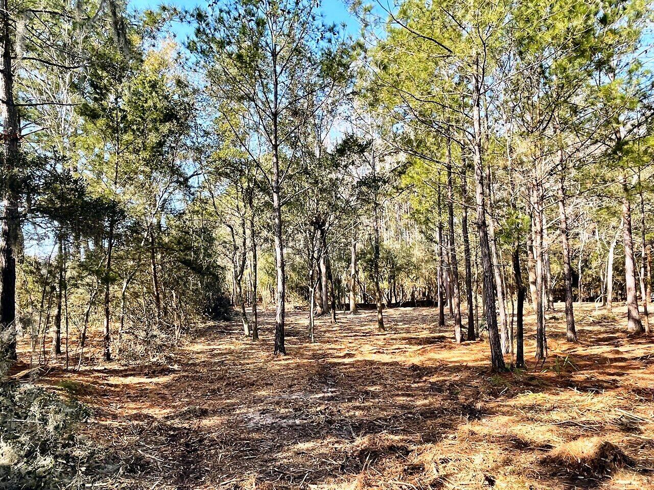 1 Long Island Road Meggett, SC 29449 - Photo 21 of 35 Possible Homesite!