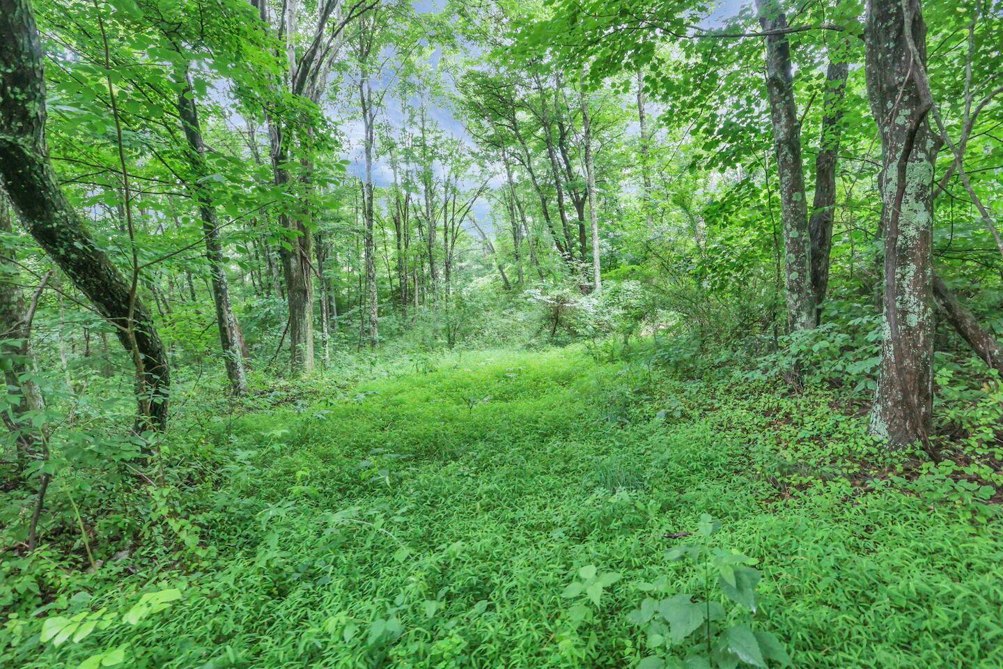 16749 Mush Run Road Athens, OH 45701 - Photo 6 of 37 10-web-or-mls-LO5A4531