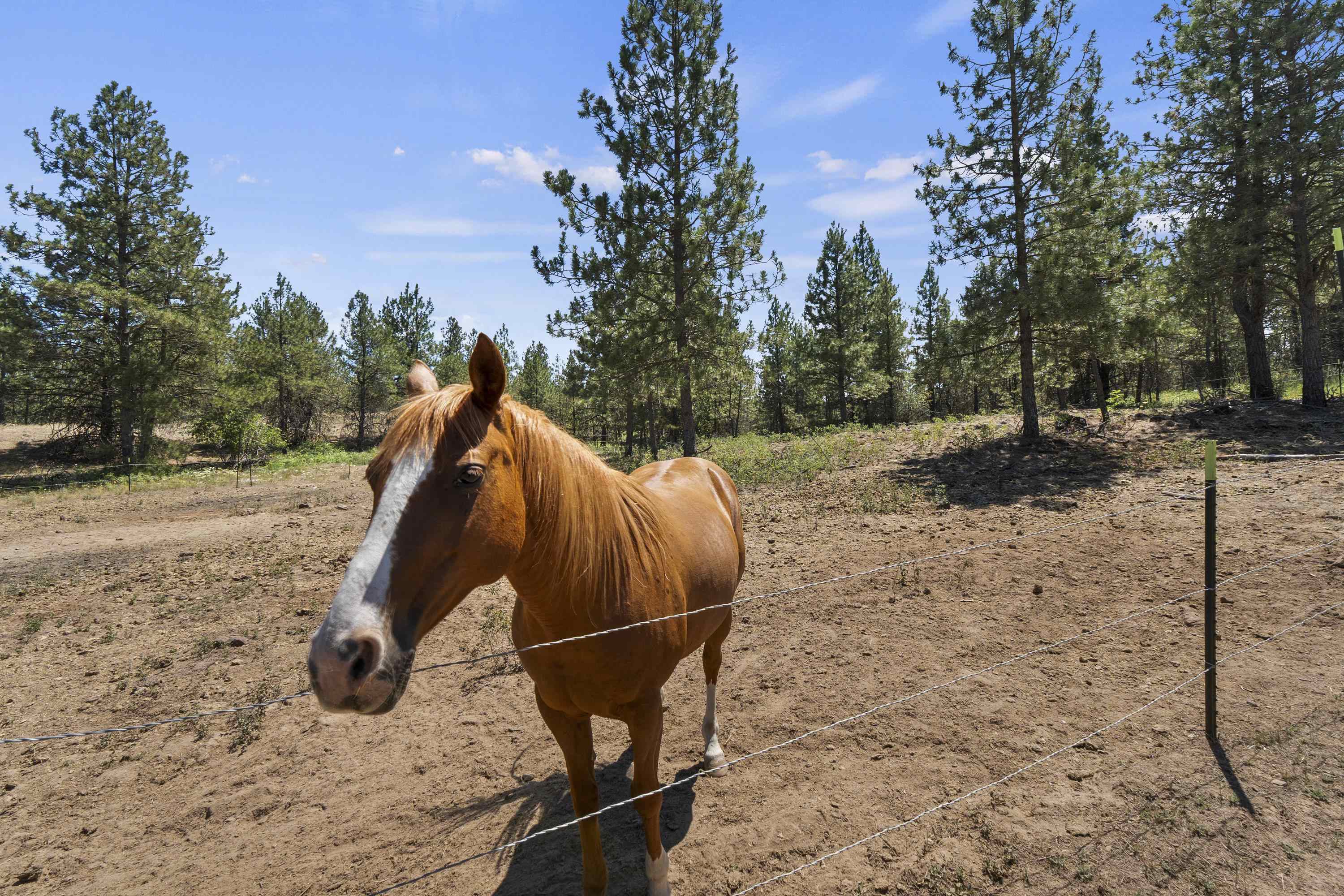 20902 South Ritchey Road Cheney, WA 99004 - Photo 49 of 50