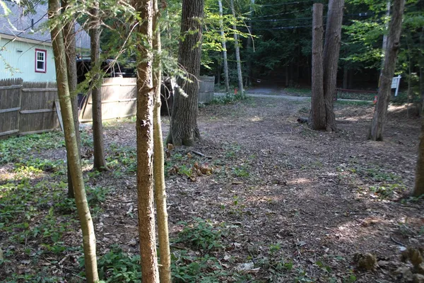 a view of a trees in the forest