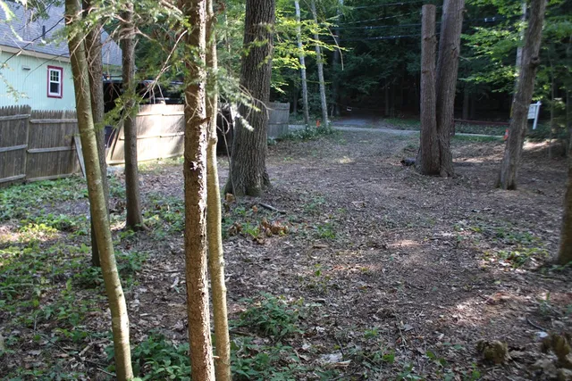 a view of a trees in the forest