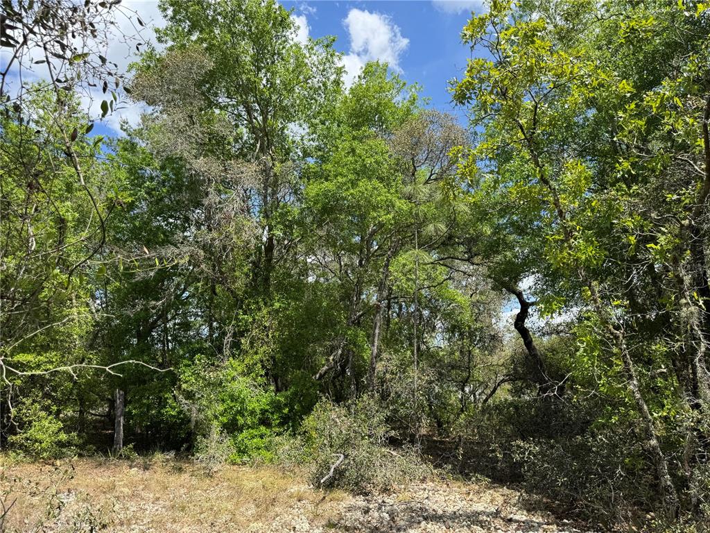 Tbd Southwest Big Bear Ridge Dunnellon, FL 34431 - Photo 1 of 3 a view of a forest with a tree