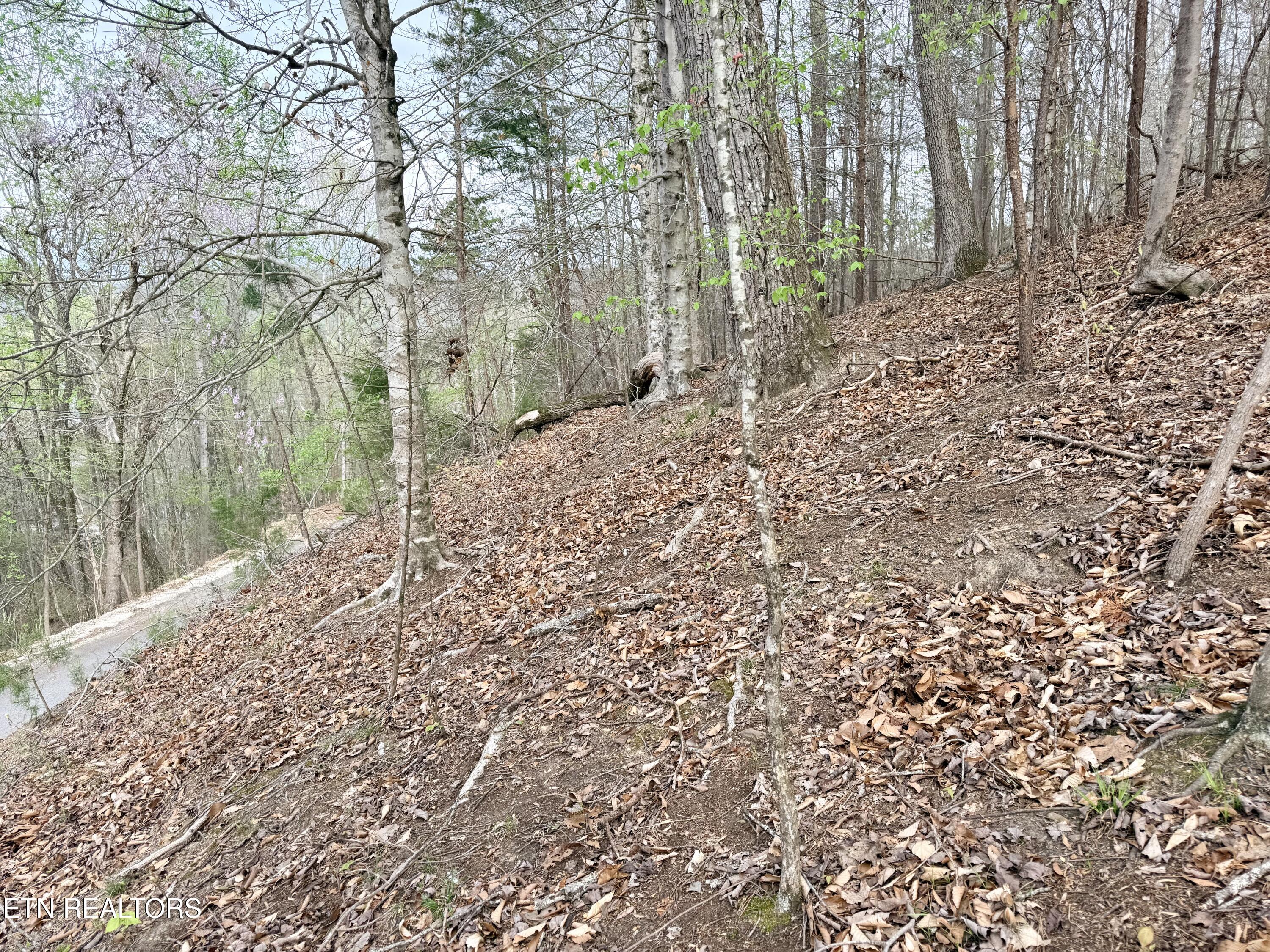 Lot 77 Grandpas Ridge Sharps Chapel, TN 37866 - Photo 11 of 34 Lot 77
