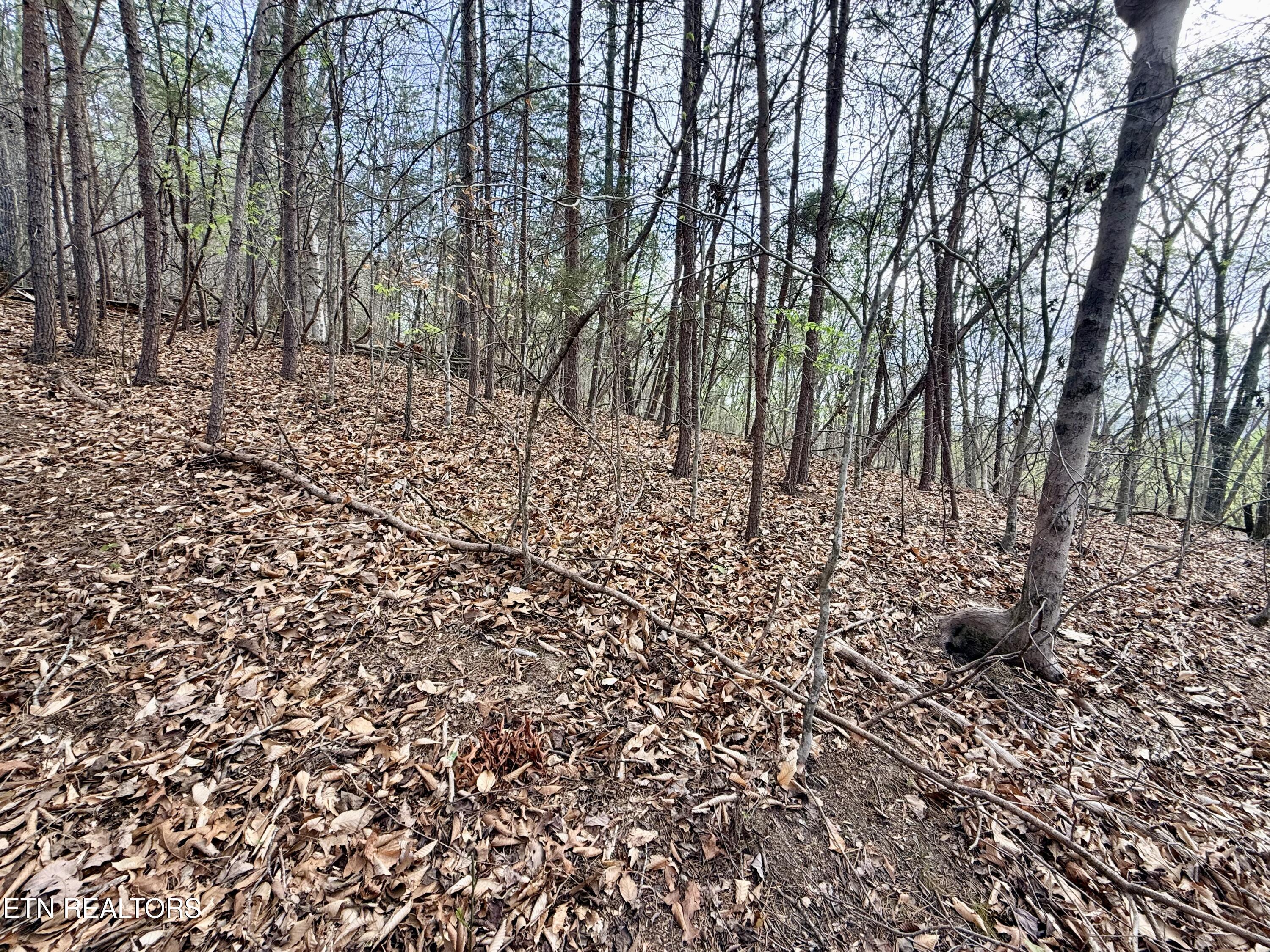 Lot 77 Grandpas Ridge Sharps Chapel, TN 37866 - Photo 13 of 34 Lot 77