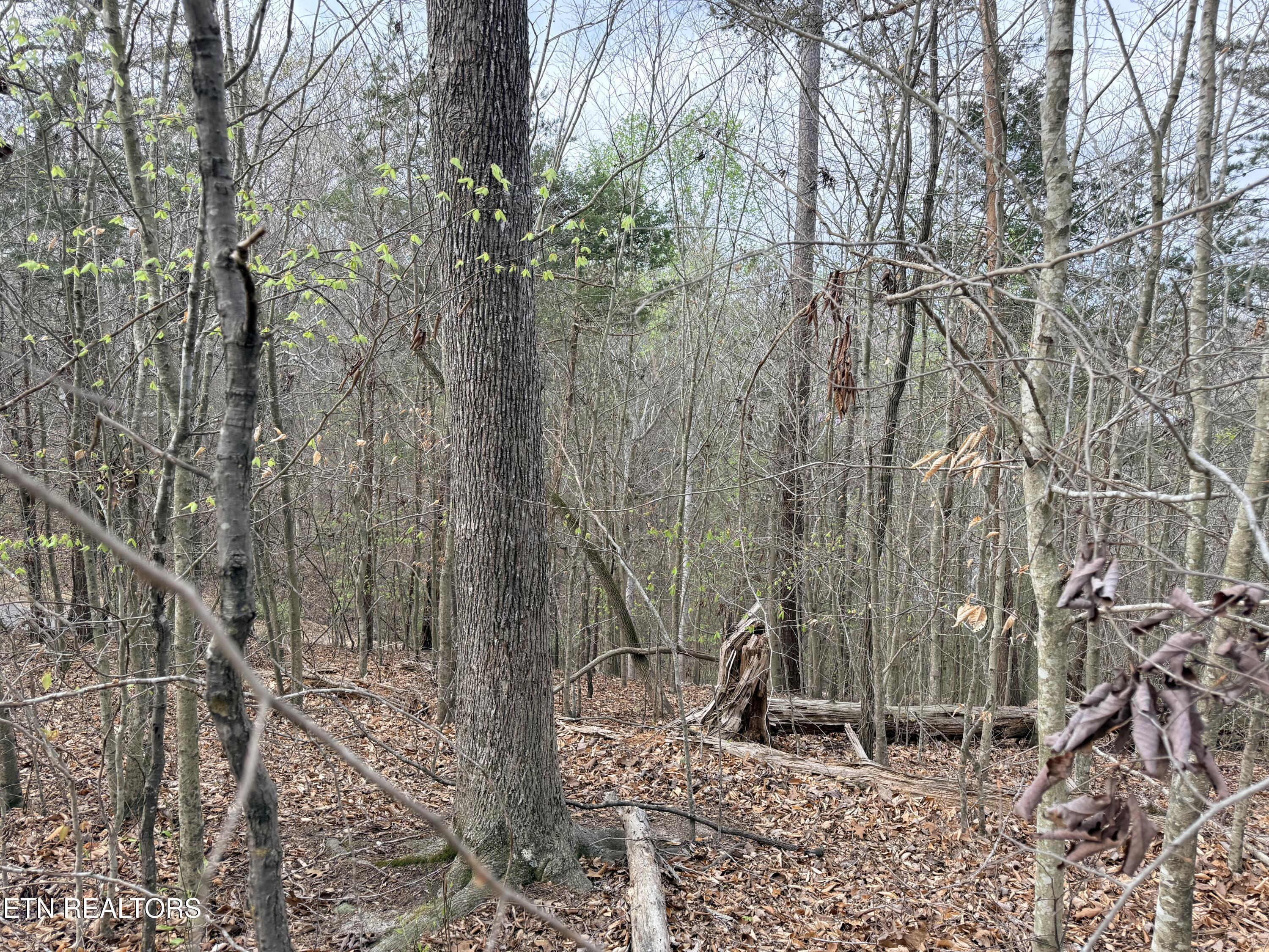 Lot 77 Grandpas Ridge Sharps Chapel, TN 37866 - Photo 15 of 34 Lot 77