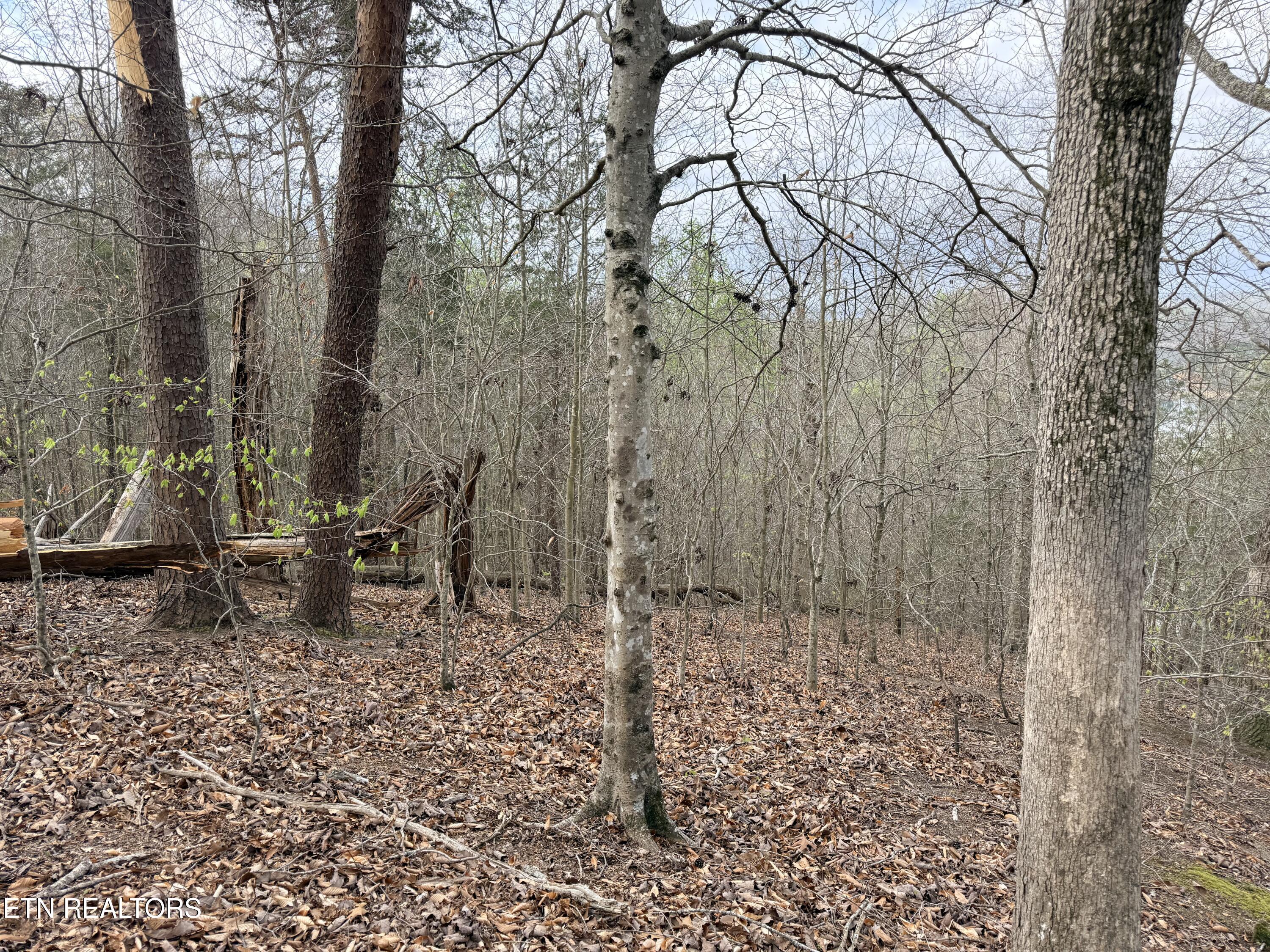 Lot 77 Grandpas Ridge Sharps Chapel, TN 37866 - Photo 18 of 34 Lot 77